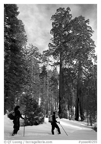 Skiers pause near the characteristic Clothespin tree, Mariposa Grove. Yosemite National Park, California