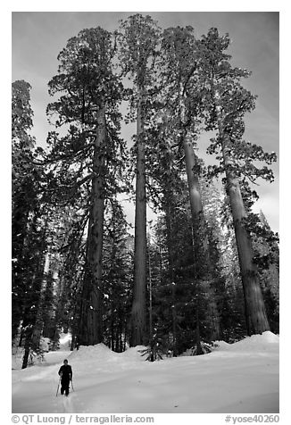 Skier and Upper Mariposa Grove in winter. Yosemite National Park, California