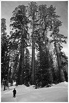 Skier and Upper Mariposa Grove in winter. Yosemite National Park, California (black and white)