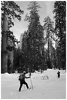 Cross-country skiing in the remote Upper Mariposa Grove. Yosemite National Park, California (black and white)