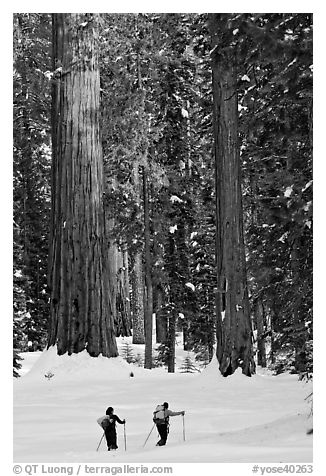 Cross-country  skiiers at the base of Giant Sequoia trees in Upper Mariposa Grove. Yosemite National Park, California