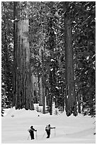 Cross-country  skiiers at the base of Giant Sequoia trees in Upper Mariposa Grove. Yosemite National Park, California (black and white)
