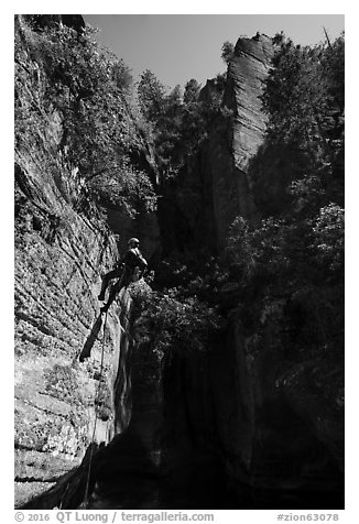 Canyoneer rappels in open section of Upper Left Fork. Zion National Park (black and white)