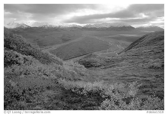 Tundra, braided rivers, Alaska Range at Polychrome Pass. Denali National Park, Alaska, USA.