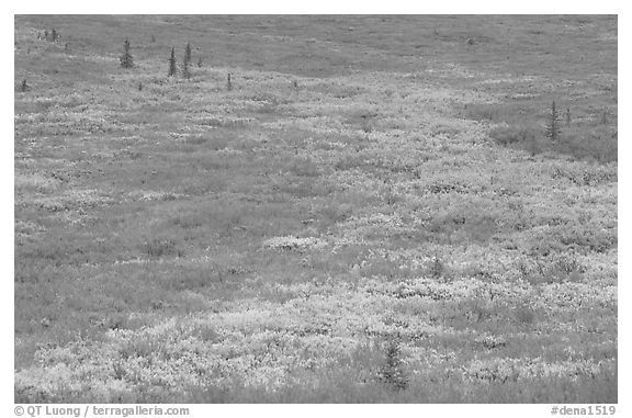 Tundra in fall colors near Savage River. Denali National Park, Alaska, USA.