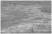 Tundra in fall colors. Denali National Park ( black and white)