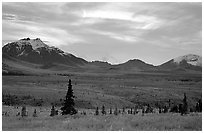 Alaska Range at dusk from near Savage River. Denali National Park, Alaska, USA. (black and white)