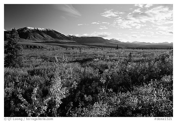 Alaska Range and tundra from near Savage River. Denali National Park (black and white)