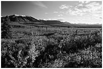 Alaska Range and tundra from near Savage River. Denali National Park, Alaska, USA. (black and white)