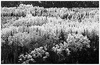 Aspen trees in bright autumn colors, Riley Creek drainage. Denali National Park, Alaska, USA. (black and white)