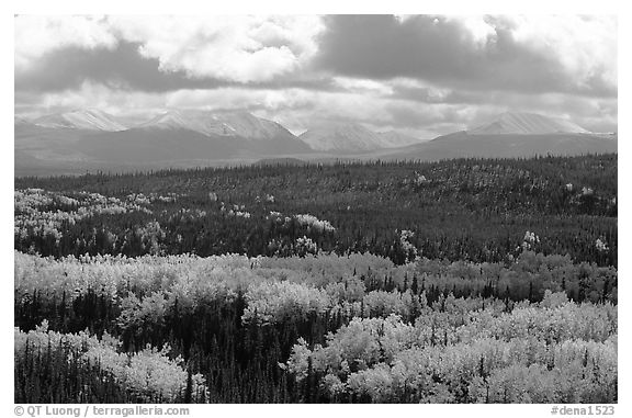 Aspen trees in fall foliage and Panorama Mountains, Riley Creek. Denali National Park, Alaska, USA.