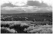 Aspen trees in fall foliage and Panorama Mountains, Riley Creek. Denali National Park, Alaska, USA. (black and white)