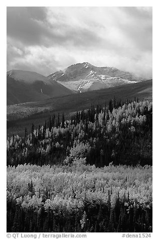 Aspens in yellow  fall colors and Panorama Range, Riley Creek drainage. Denali National Park, Alaska, USA.