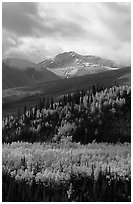 Aspens in yellow  fall colors and Panorama Range, Riley Creek drainage. Denali National Park, Alaska, USA. (black and white)