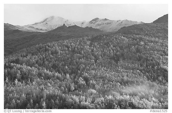 Hillside with aspens in fall colors. Denali National Park, Alaska, USA.