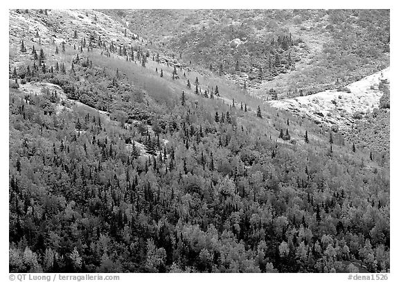 Hillside with Aspens in fall colors and fresh snow. Denali National Park (black and white)