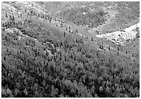 Hillside with Aspens in fall colors and fresh snow. Denali National Park, Alaska, USA. (black and white)