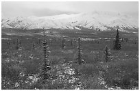 Spruce trees, tundra, and peaks with fresh snow. Denali National Park, Alaska, USA. (black and white)