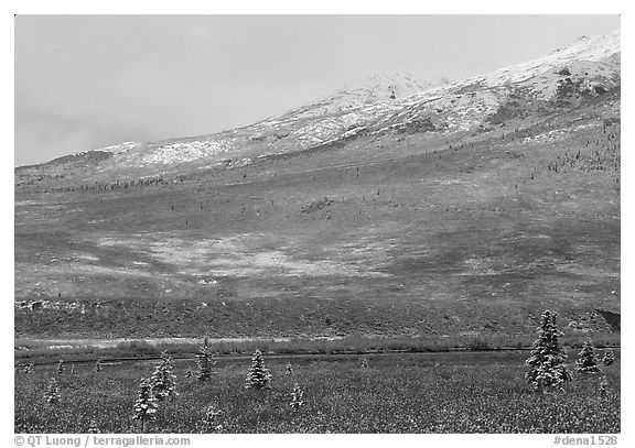 Dusting of snow and tundra fall colors  near Savage River. Denali National Park, Alaska, USA.