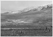 Dusting of snow and tundra fall colors  near Savage River. Denali National Park, Alaska, USA. (black and white)