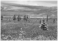 Dusting of snow on the tundra and spruce trees. Denali National Park ( black and white)