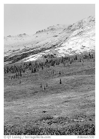 Dusting of fresh snow and autumn colors on tundra. Denali National Park (black and white)