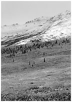 Dusting of fresh snow and autumn colors on tundra near Savage River. Denali National Park, Alaska, USA. (black and white)