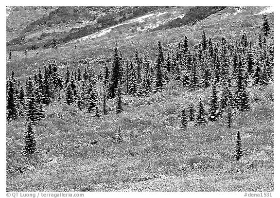 Spruce trees and tundra covered by fresh snow, near Savage River. Denali National Park (black and white)