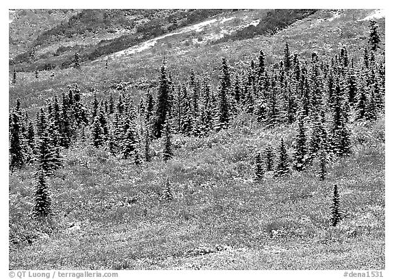 Spruce trees and tundra covered by fresh snow, near Savage River. Denali National Park, Alaska, USA.