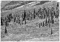 Spruce trees and tundra covered by fresh snow, near Savage River. Denali National Park, Alaska, USA. (black and white)