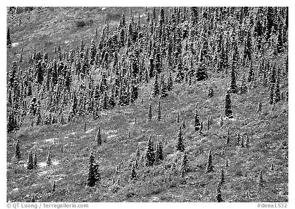 Spruce trees and tundra covered by fresh snow, near Savage River. Denali National Park (black and white)