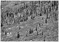 Spruce trees and tundra covered by fresh snow, near Savage River. Denali National Park, Alaska, USA. (black and white)