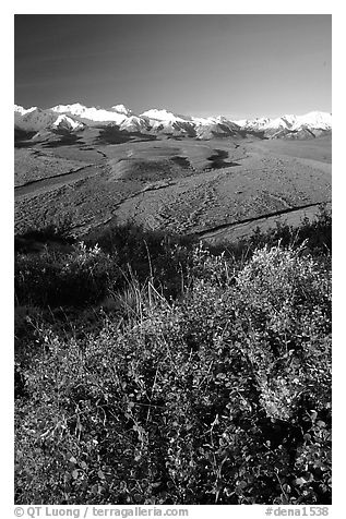 Berry plants, braided rivers, Alaska Range in early morning from Polychrome Pass. Denali National Park (black and white)