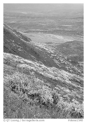 Tundra in autumn color and braided river in rainy weather. Denali National Park (black and white)