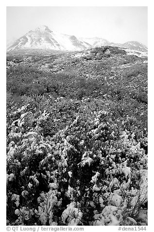 Fresh snow and Polychrome Mountains. Denali National Park, Alaska, USA.