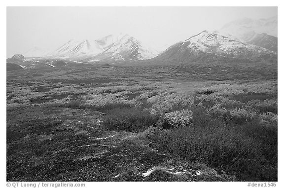 Tundra in autumn color and Polychrome Mountains in fog. Denali National Park, Alaska, USA.