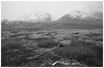 Tundra in autumn color and Polychrome Mountains in fog. Denali National Park, Alaska, USA. (black and white)