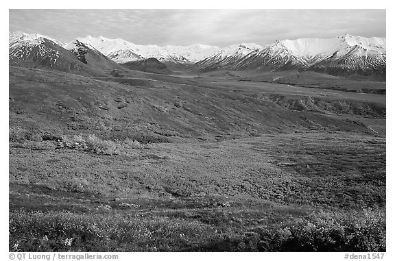Tundra and Alaska Range near Eielson. Denali National Park, Alaska, USA.