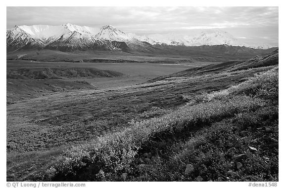 Tundra, Alaska Range, and Denali near Eielson. Denali National Park, Alaska, USA.