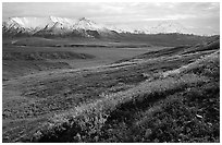 Tundra, Alaska Range, and Denali near Eielson. Denali National Park, Alaska, USA. (black and white)