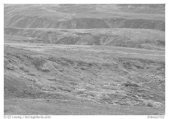 Tundra in fall colors and river cuts near Eielson. Denali National Park, Alaska, USA.