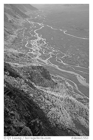 Aspen trees and braids of the Mc Kinley River near Eielson. Denali National Park, Alaska, USA.