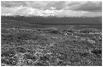 Tundra and Alaska Range near Wonder Lake. Denali National Park, Alaska, USA. (black and white)