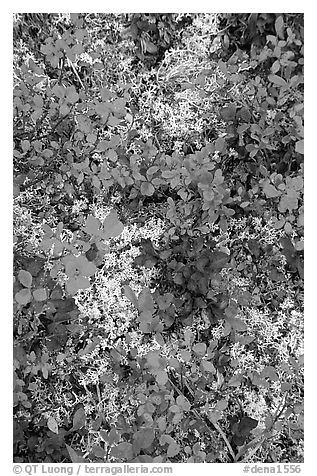 Dwarf tundra plants. Denali National Park (black and white)