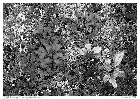 Dwarf tundra plants close-up. Denali National Park, Alaska, USA.