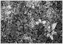 Dwarf tundra plants close-up. Denali National Park, Alaska, USA. (black and white)