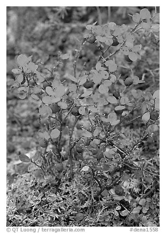 Blueberries in the fall. Denali National Park, Alaska, USA.