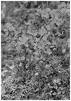 Blueberries in the fall. Denali National Park, Alaska, USA. (black and white)