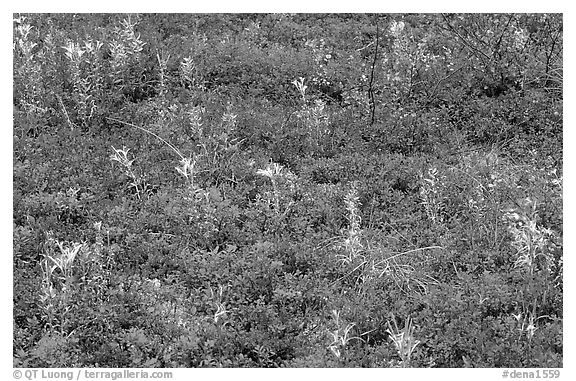 Dwarf tundra plants in autumn. Denali National Park, Alaska, USA.