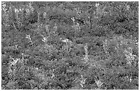 Dwarf tundra plants in autumn. Denali National Park ( black and white)